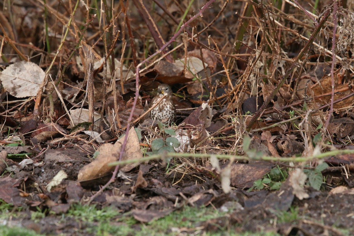 Fox Sparrow - ML647717330
