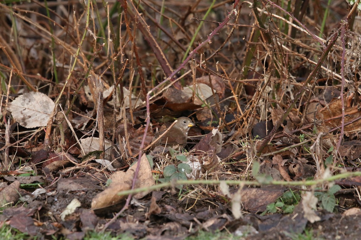 Fox Sparrow - ML647717331