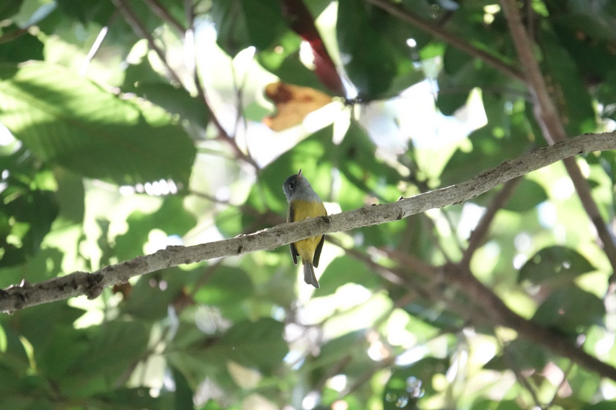 Gray-headed Canary-Flycatcher - ML647717332