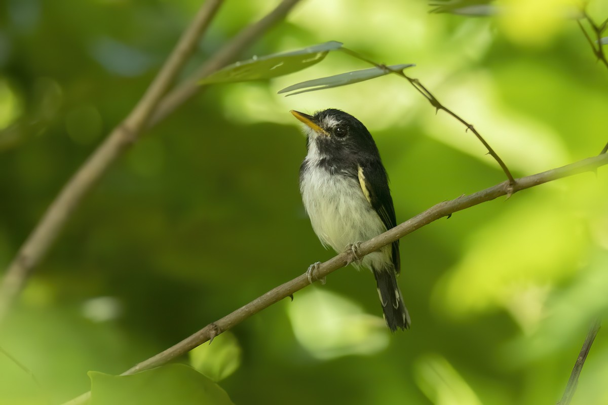 Пегий тоди-мухолов - ML647717359