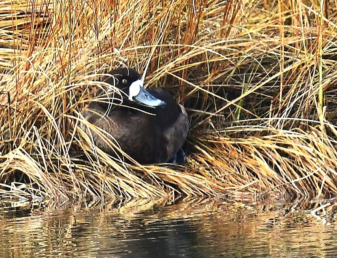 Porrón Bastardo - ML647717365