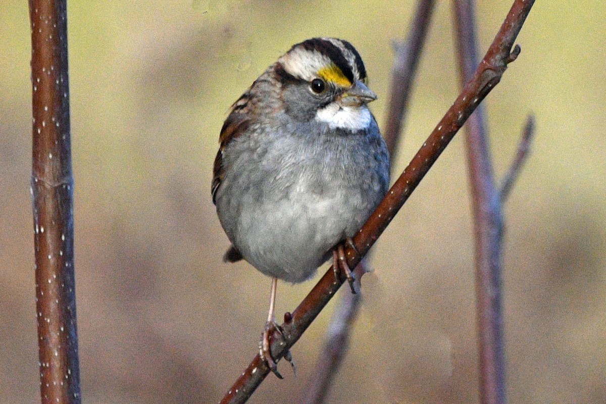 Chingolo Gorjiblanco - ML647717367