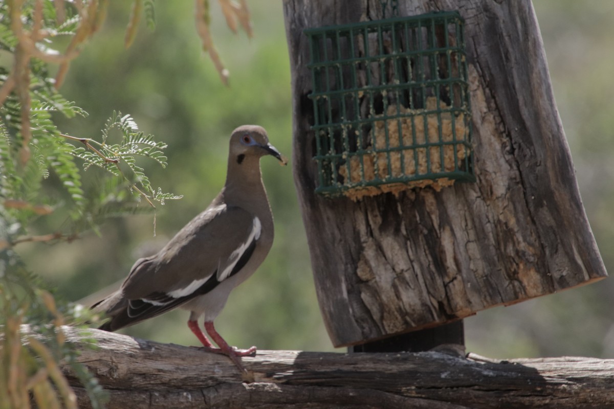 Zenaida Aliblanca - ML647717368