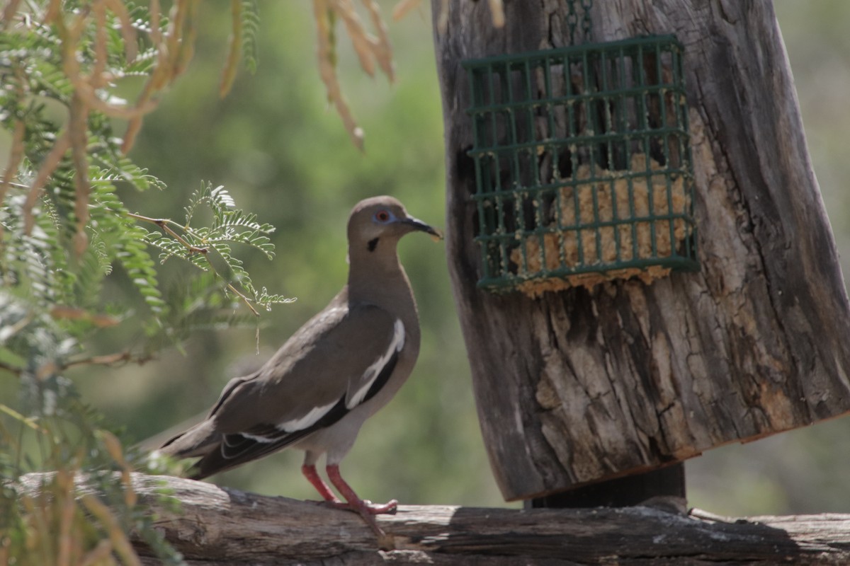 Zenaida Aliblanca - ML647717369