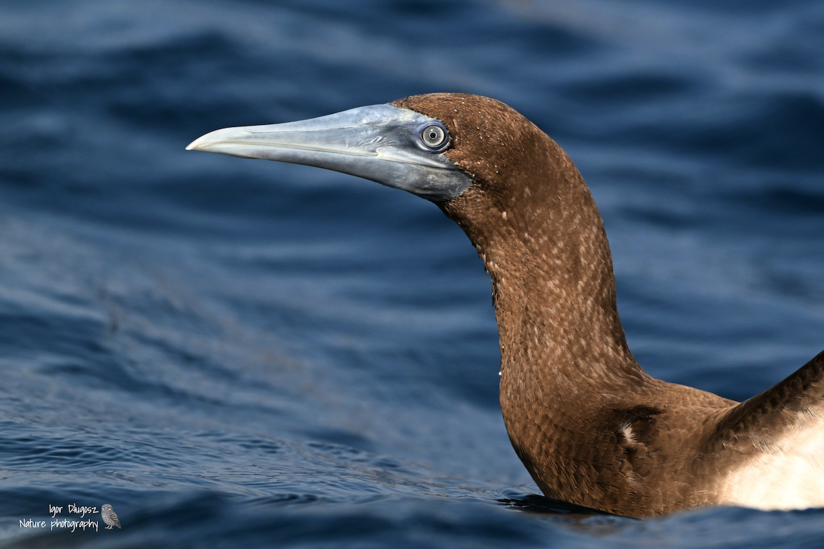 Piquero Pardo - ML647717370