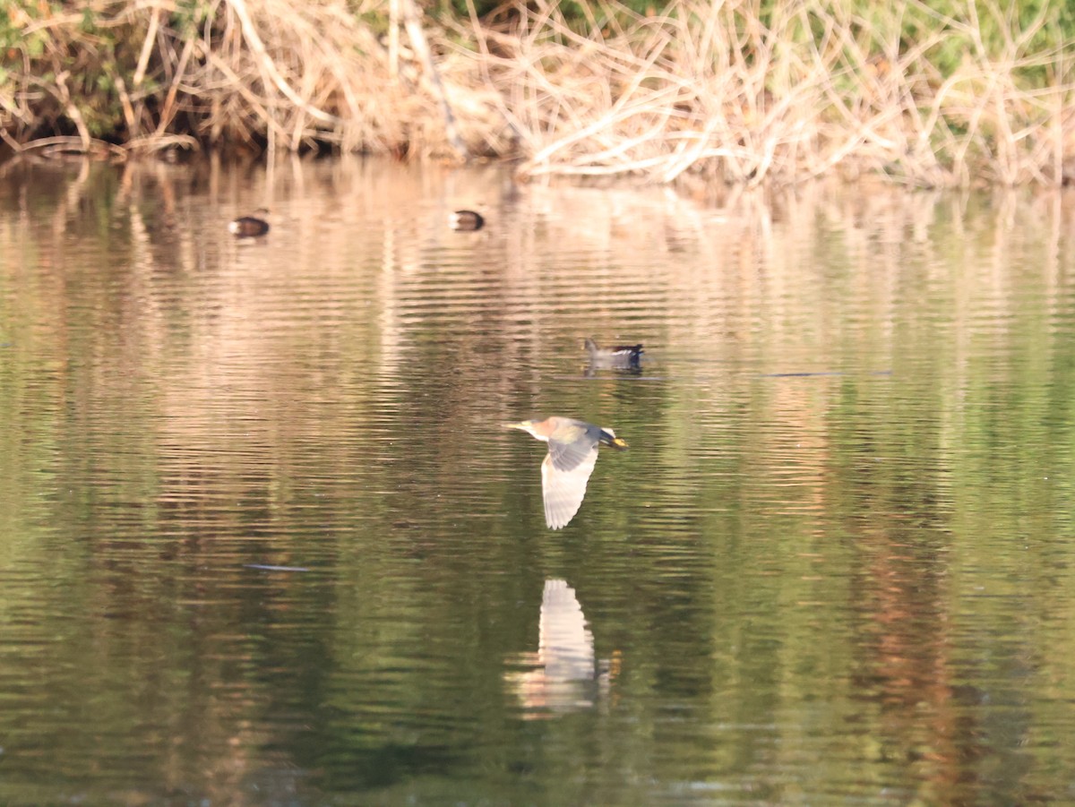 Garcilla Verde - ML647717371