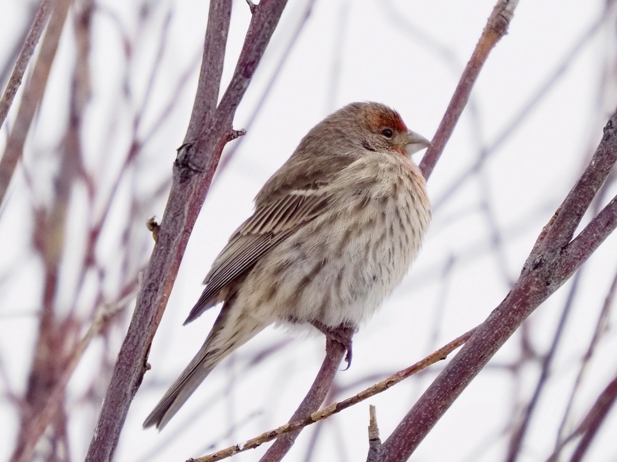 Camachuelo Mexicano - ML647717372