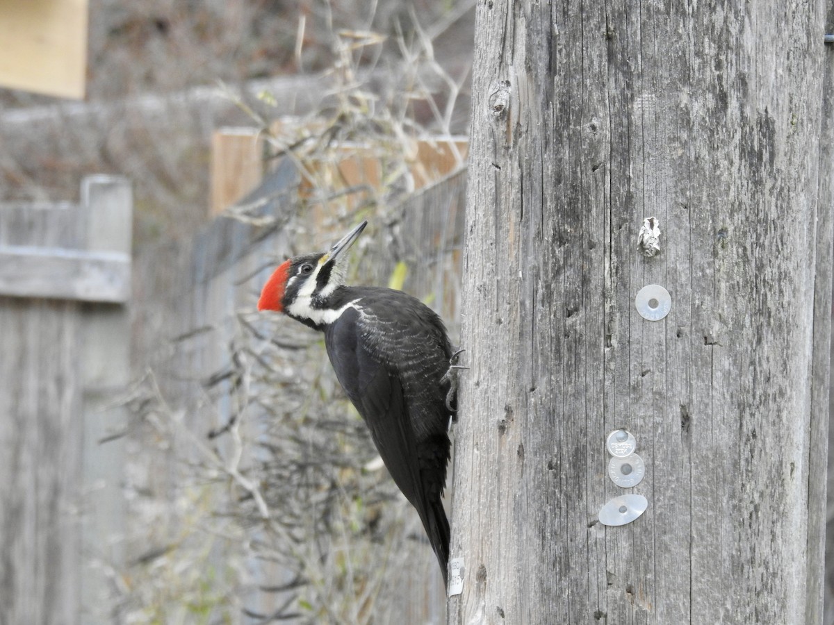 Picamaderos Norteamericano - ML647717373