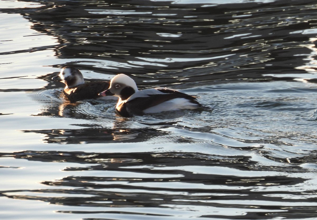 Pato Havelda - ML647717375