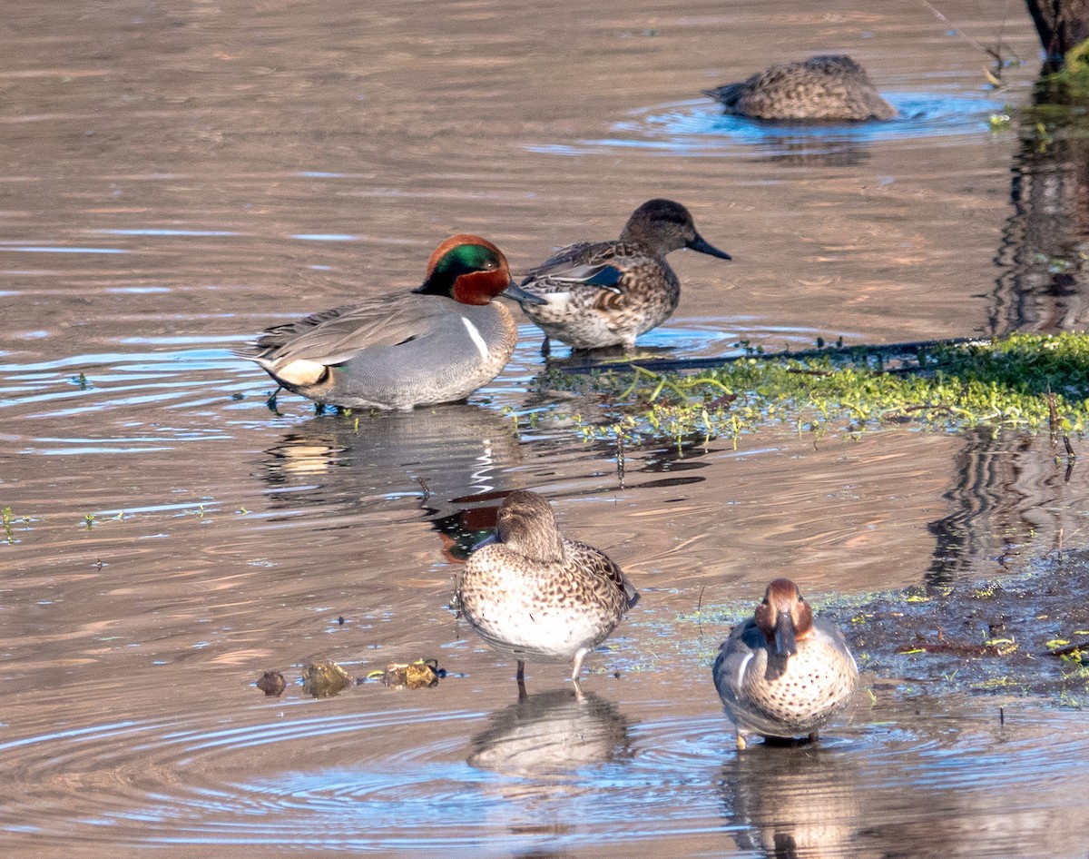 Cerceta Común - ML647717377