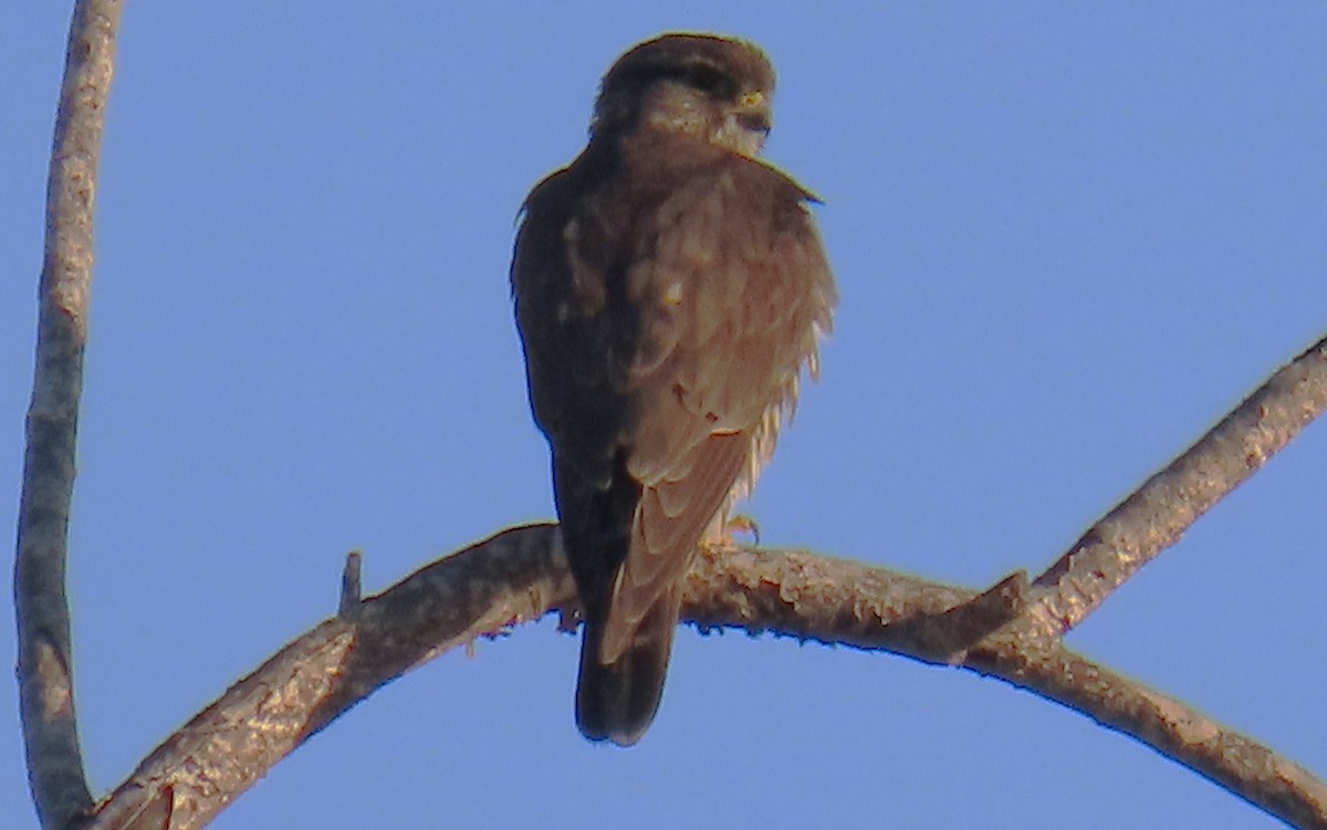 Esmerejón - ML647717378