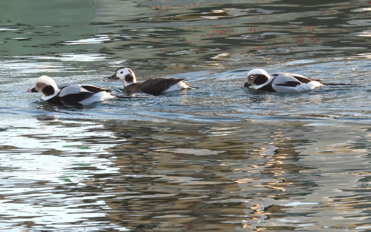 Pato Havelda - ML647717379