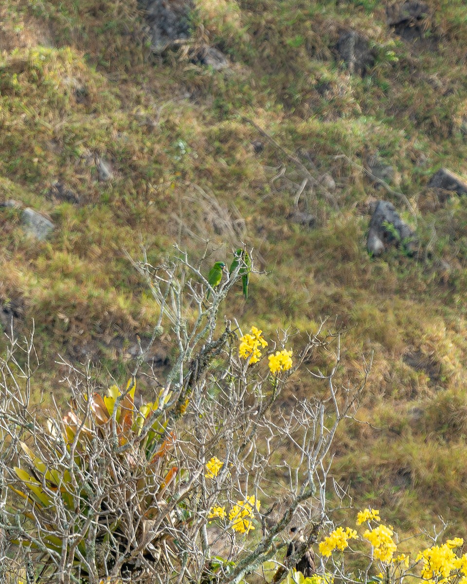 Guacamayo Noble - ML647717380