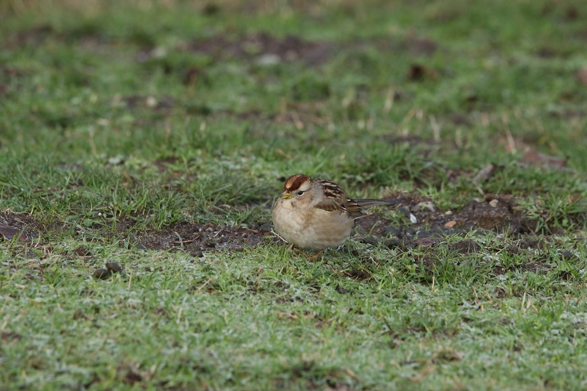 Chingolo Coroniblanco (pugetensis) - ML647717382
