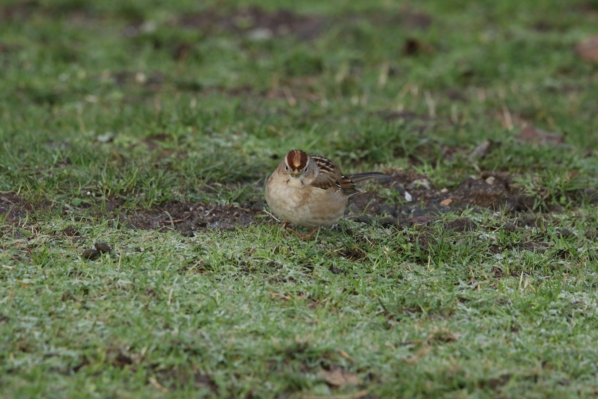 Chingolo Coroniblanco (pugetensis) - ML647717386