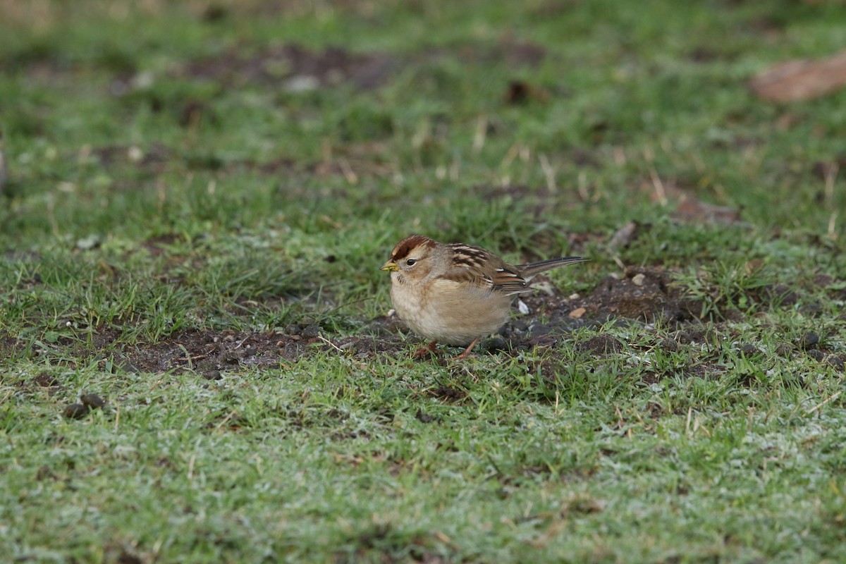 Chingolo Coroniblanco (pugetensis) - ML647717387