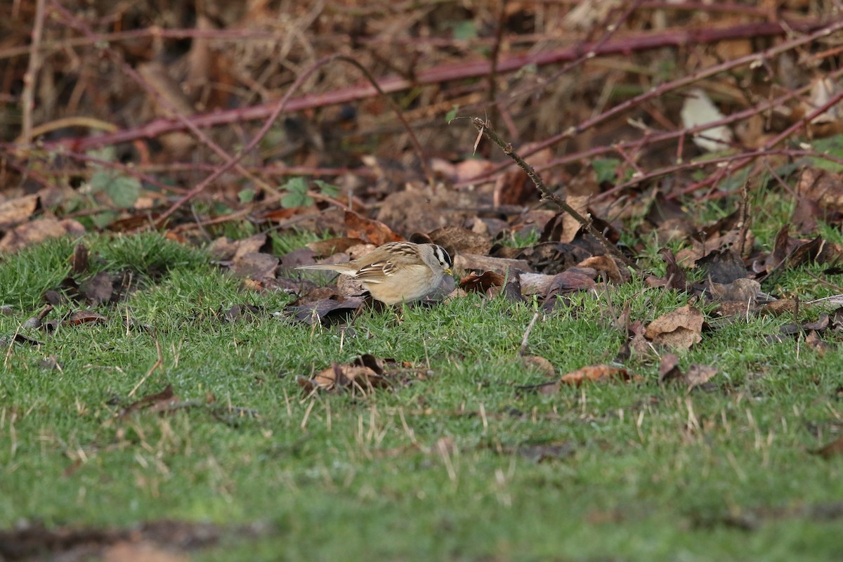 Chingolo Coroniblanco (pugetensis) - ML647717388