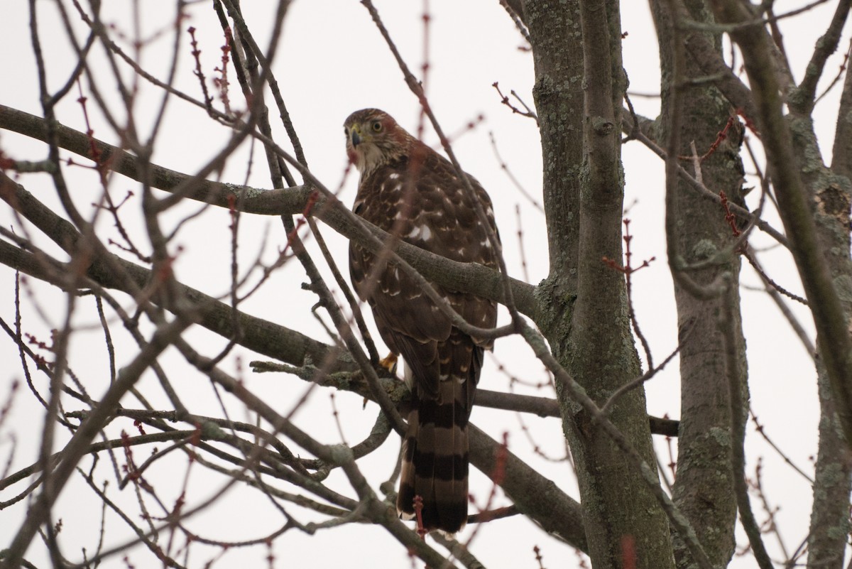 Gavilán de Cooper - ML647717390