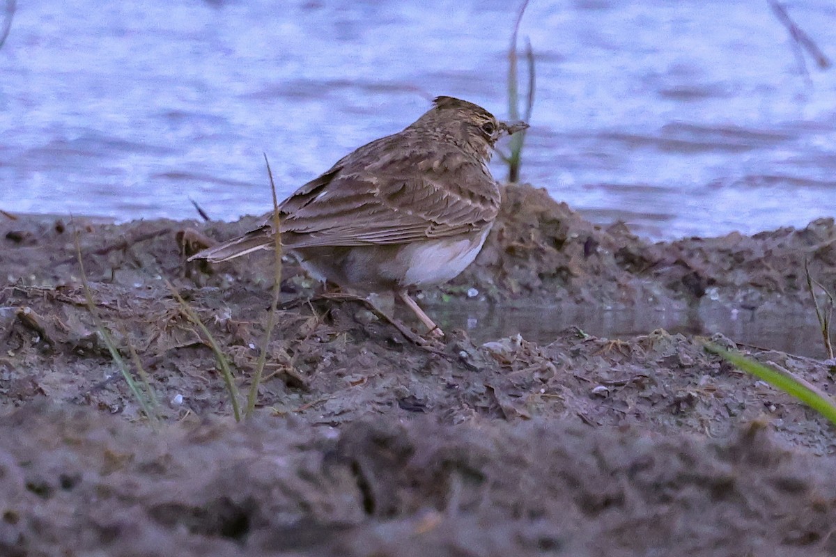 Cogujada Común - ML647717391