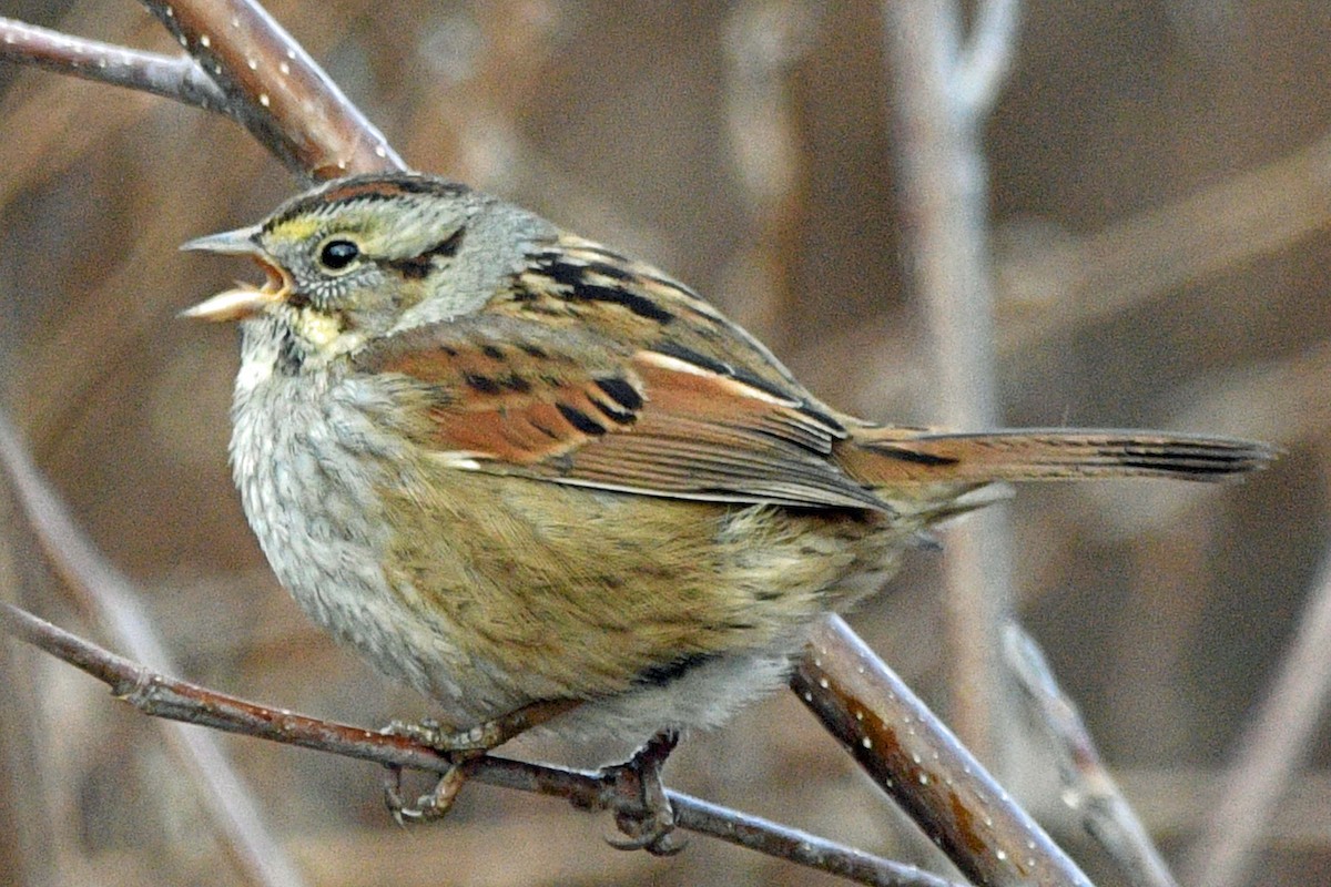 Chingolo Pantanero - ML647717392