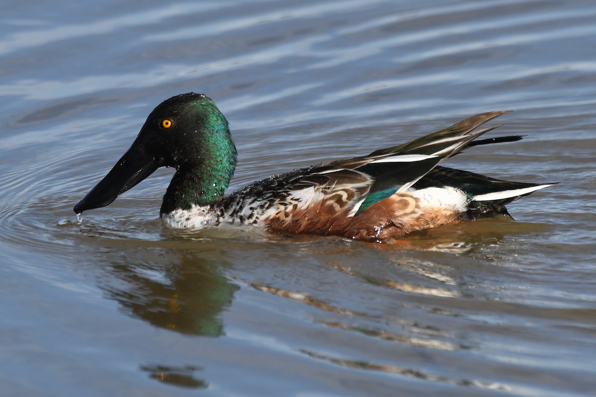 Cuchara Común - ML647717396