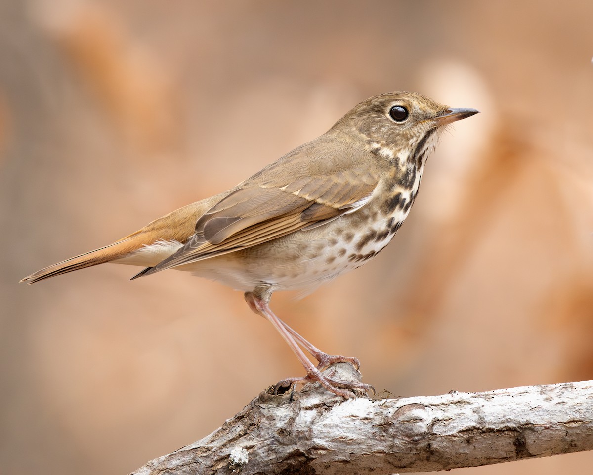 Zorzalito Colirrufo - ML647717397