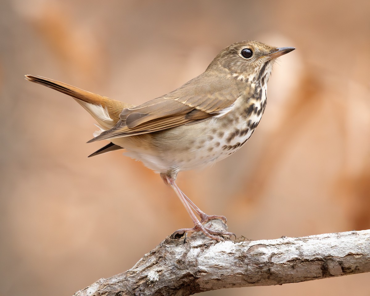 Zorzalito Colirrufo - ML647717398