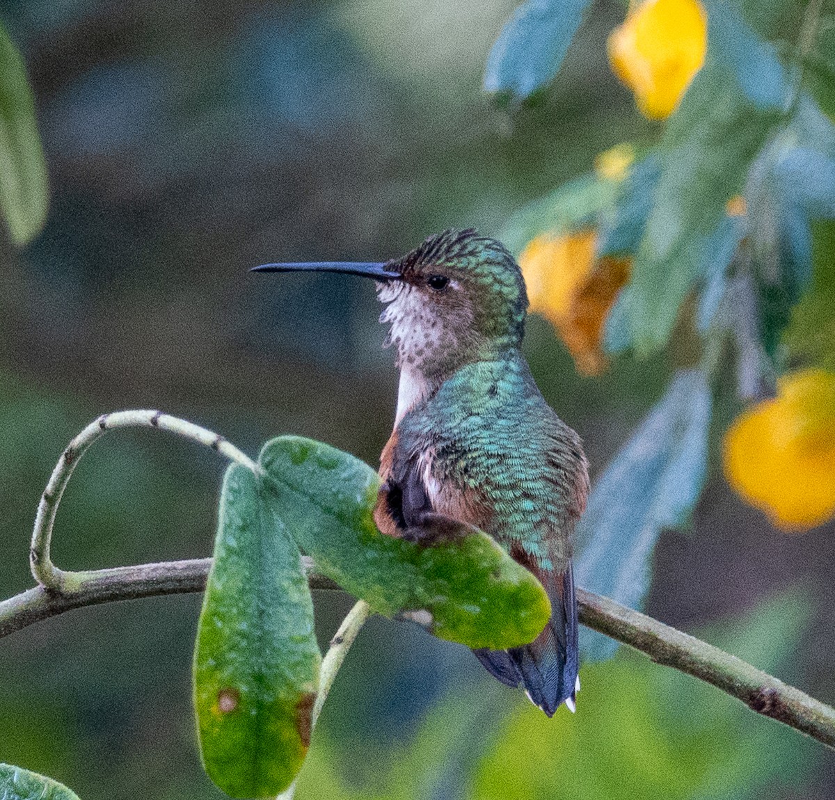 Colibrí de Allen - ML647717402