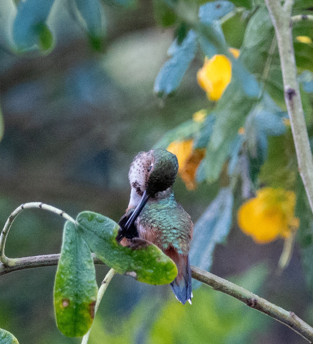 Colibrí de Allen - ML647717403
