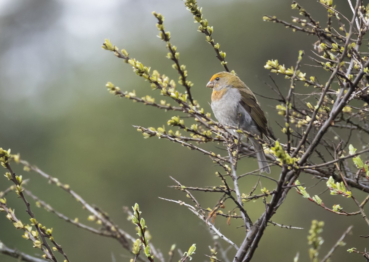 Crimson-browed Finch - ML647717420