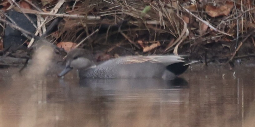 Boz Ördek - ML647717424