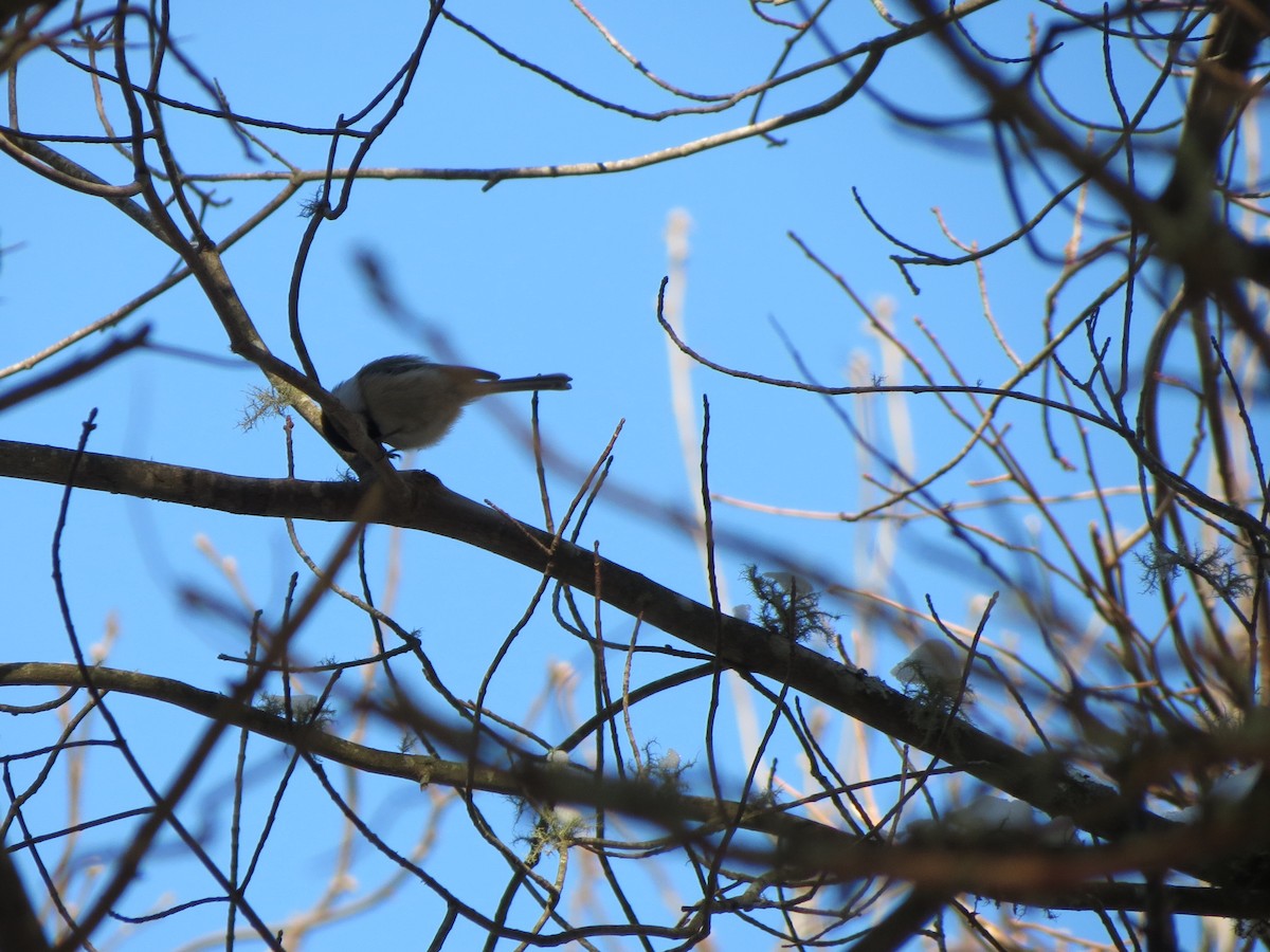 Black-capped Chickadee - ML647717429