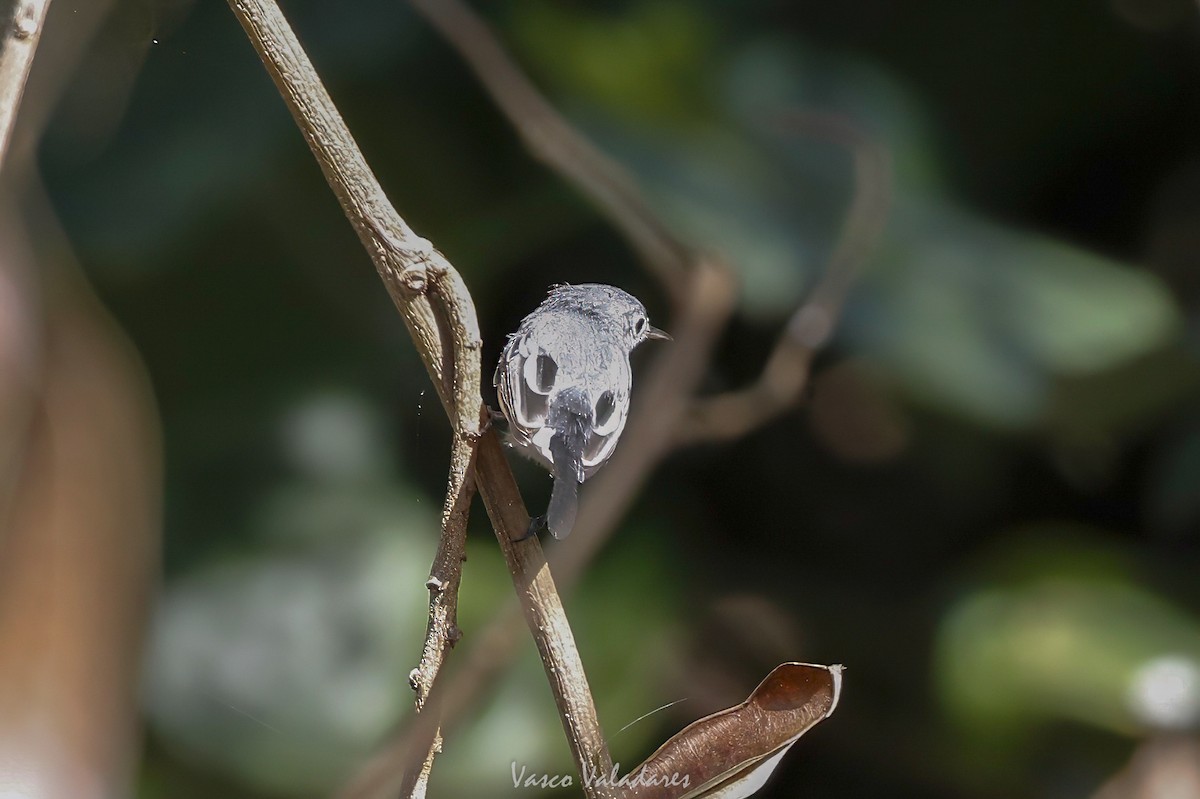 Голубая комароловка - ML647717432