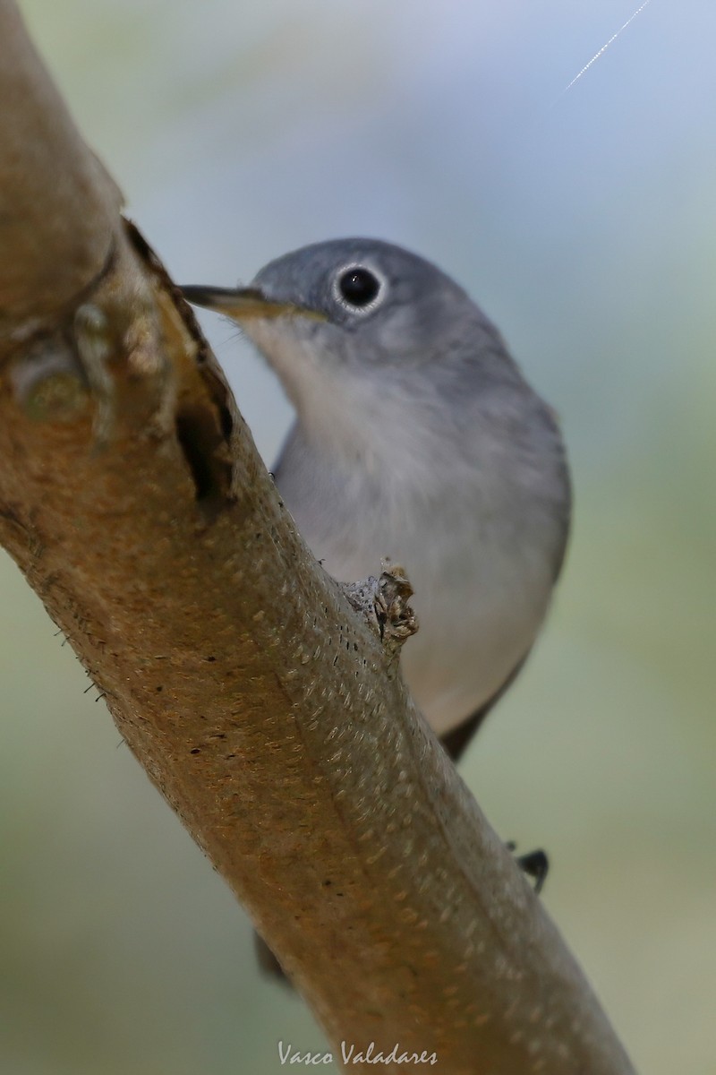 Голубая комароловка - ML647717433