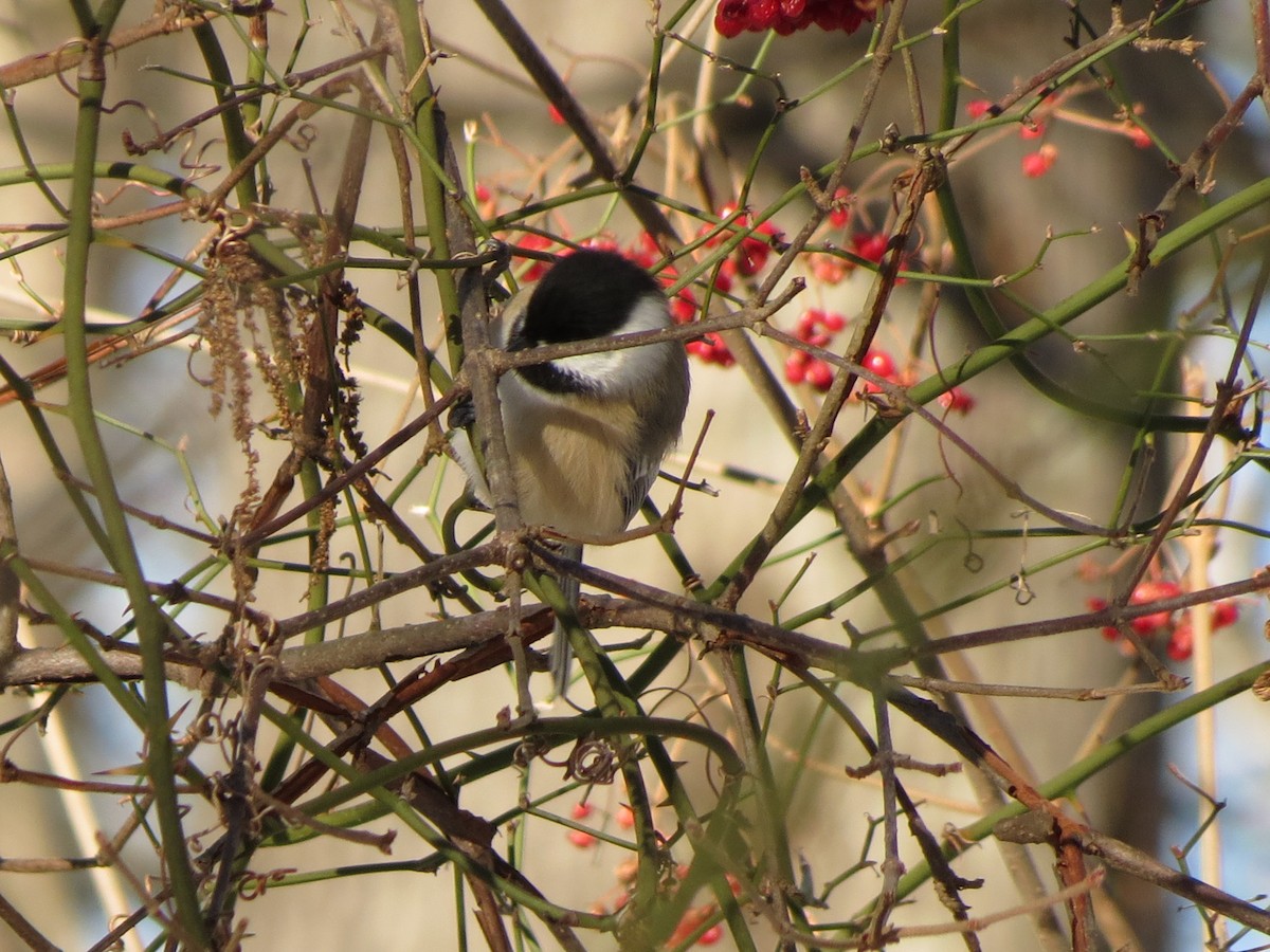 Black-capped Chickadee - ML647717445