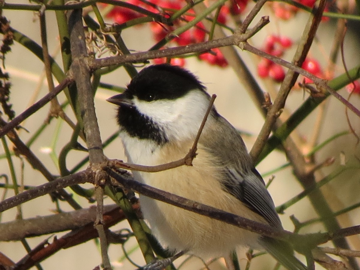 Black-capped Chickadee - ML647717447