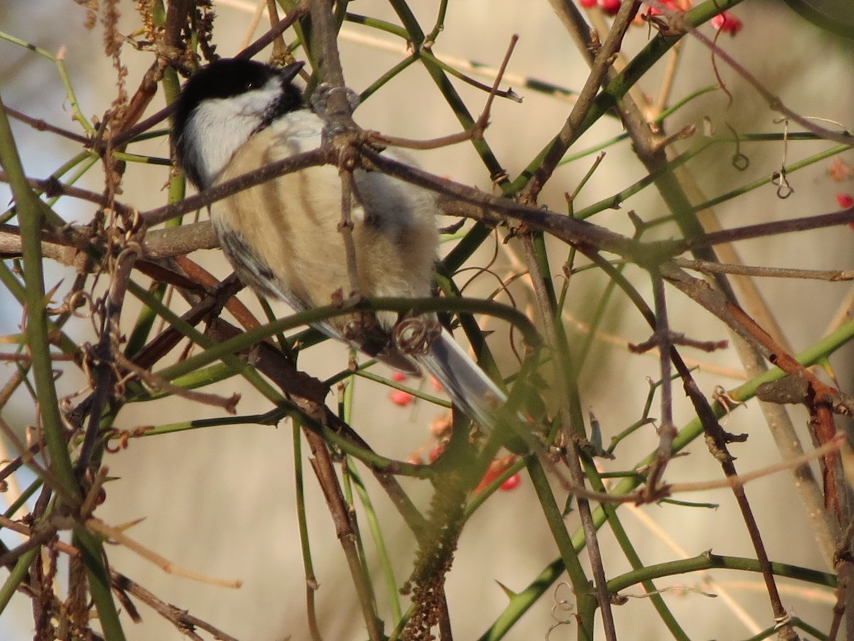 Black-capped Chickadee - ML647717452