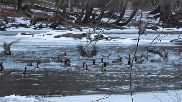 ברנטה קנדית - ML647717469