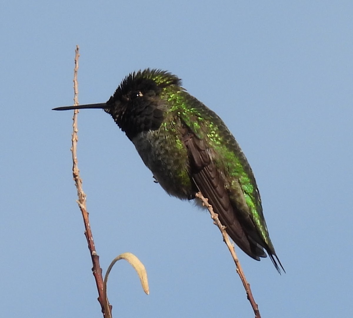Anna's Hummingbird - ML647717511