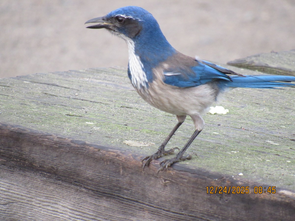 Chara Californiana - ML647717522