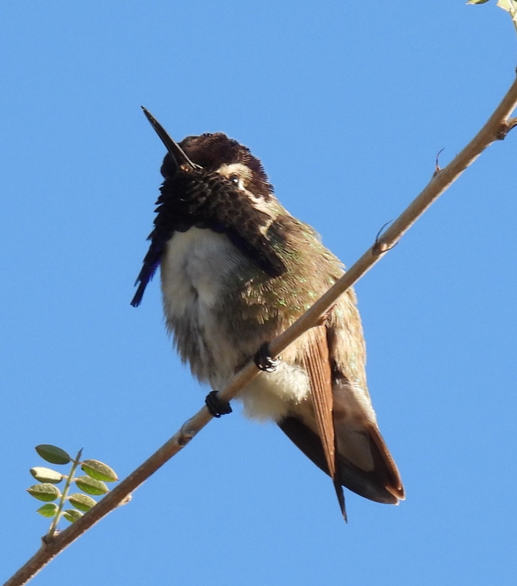 Costa's Hummingbird - ML647717524