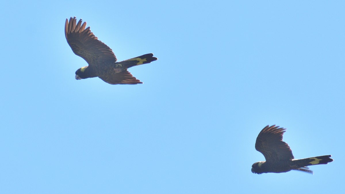 Yellow-tailed Black-Cockatoo - ML647717526