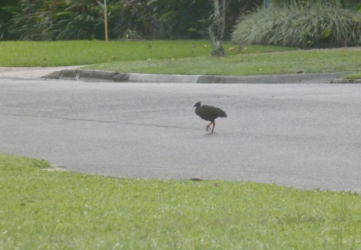 Orange-footed Megapode - ML647717533