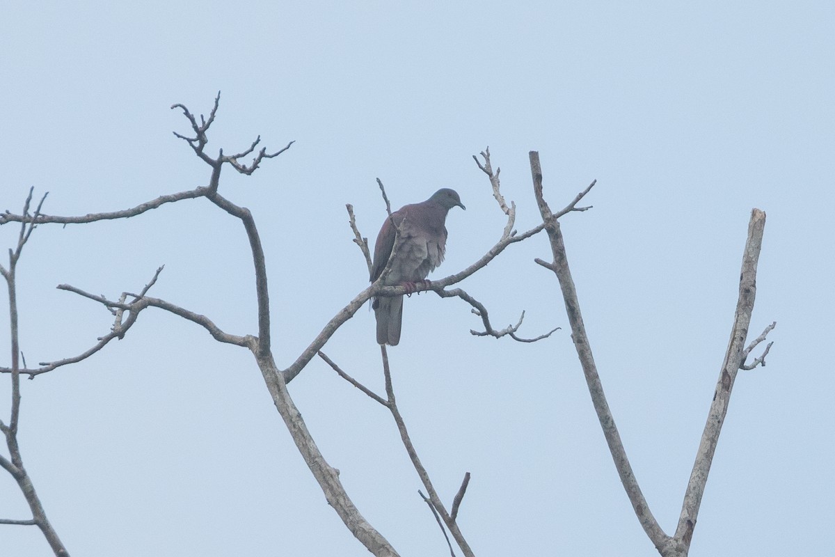 Paloma Colorada - ML647717535