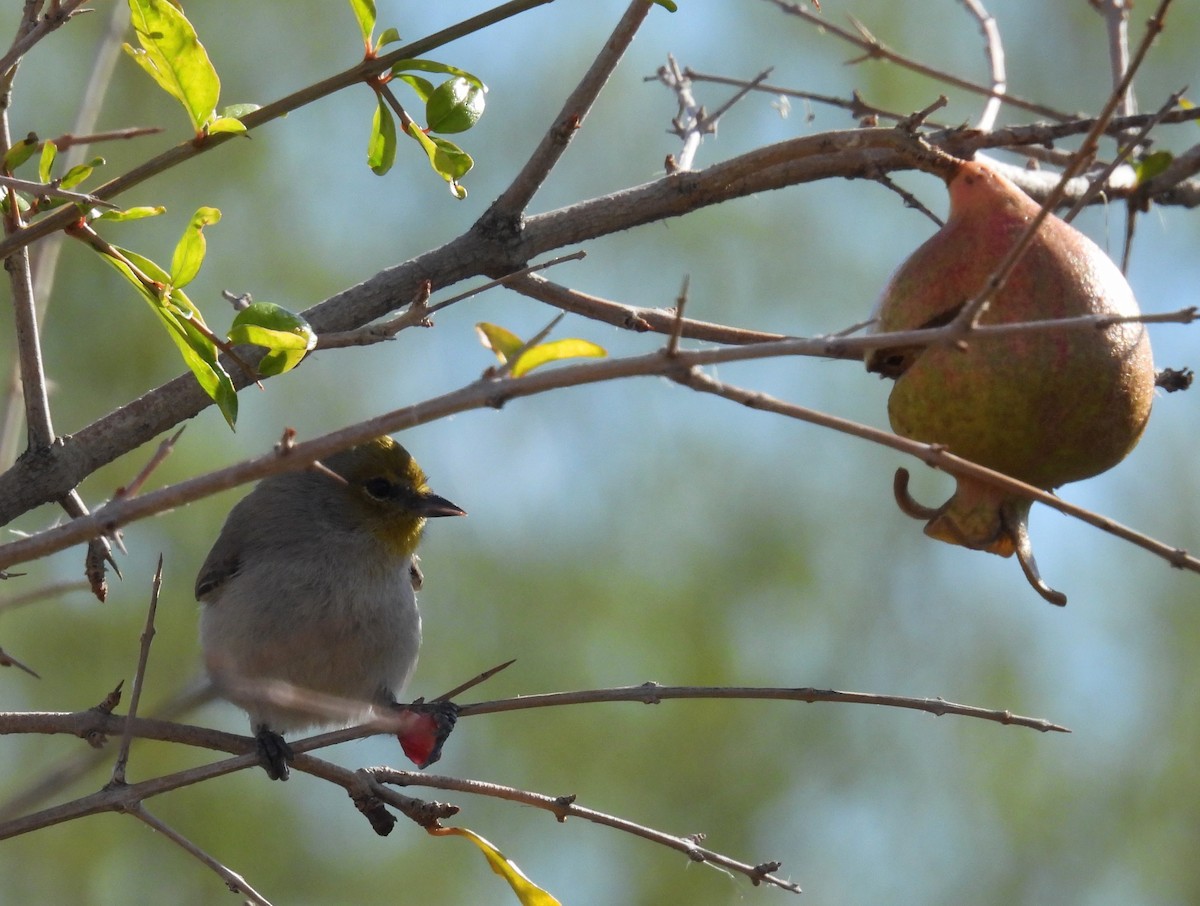 Verdin - ML647717539