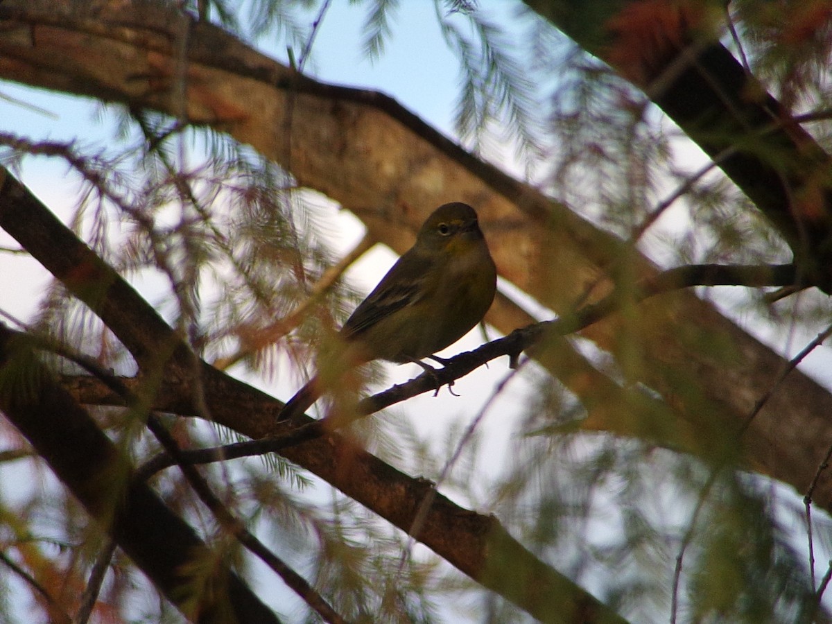 Kiefernwaldsänger - ML647717548