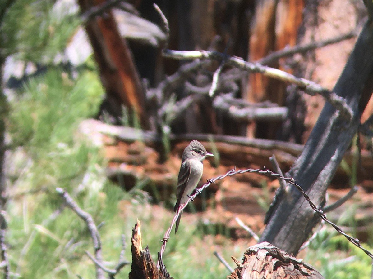 Western Wood-Pewee - ML647717551