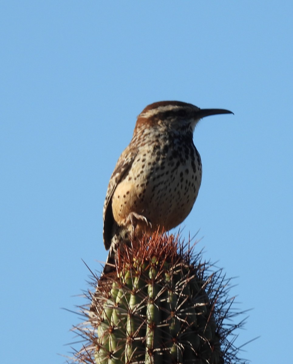 Cactus Wren - ML647717552