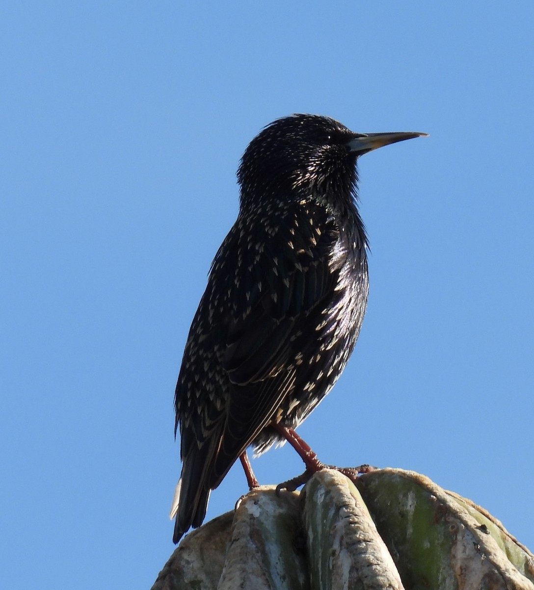 European Starling - ML647717564