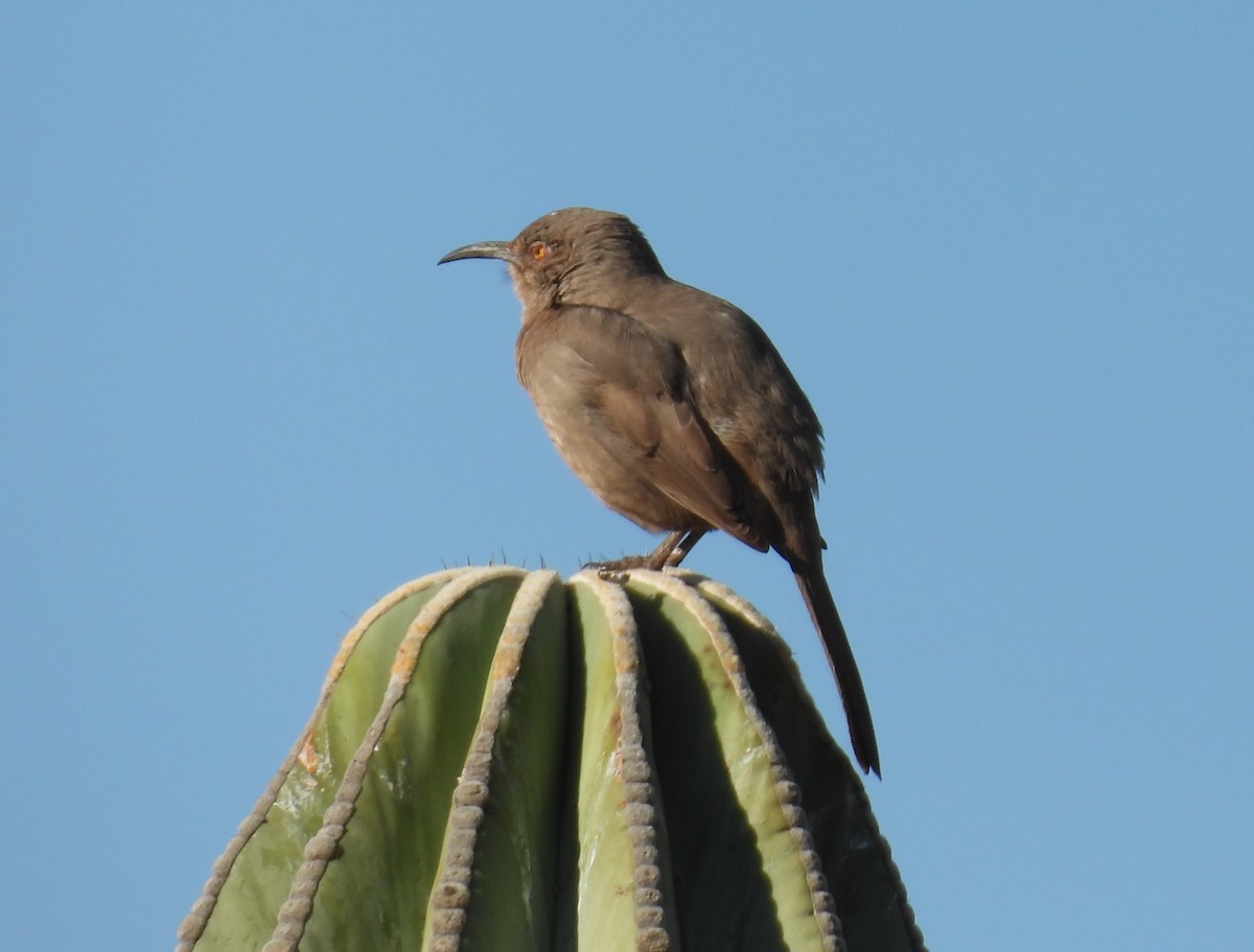 Curve-billed Thrasher - ML647717575